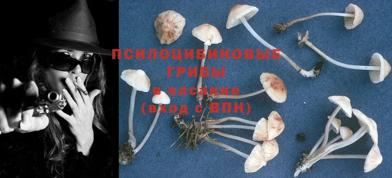 Галлюциногенные грибы Psilocybe  Лысково 